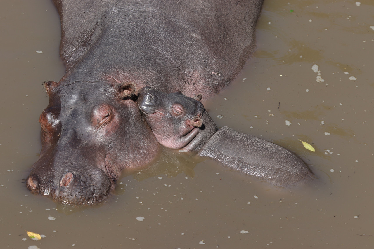 Hipopótamos en Colombia. Foto: Unsplash