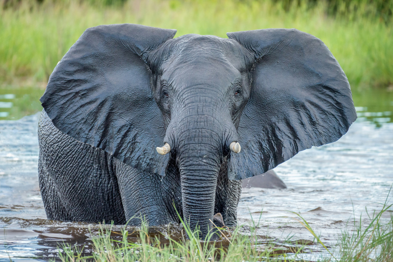 Elefante. Foto: Unsplash.