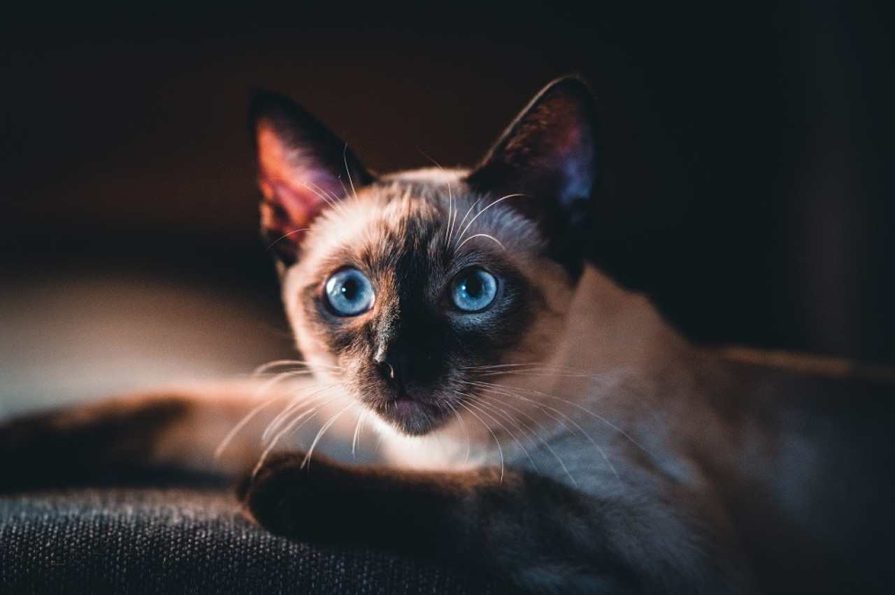 Gato siamés. Foto: Unsplash.