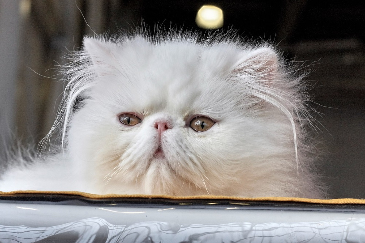 Gato persa. Foto: Unsplash.