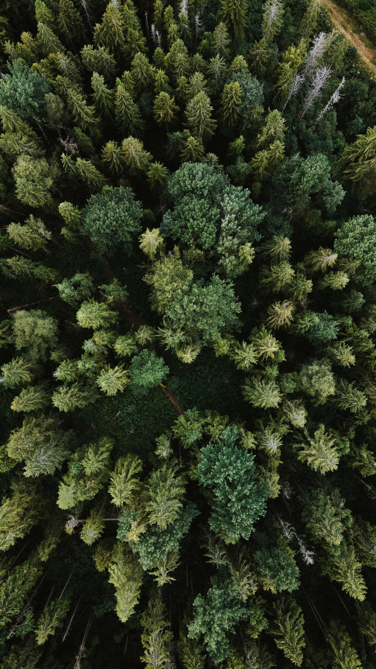 ¿De qué se trata el proyecto Gran Muralla Verde?. Foto Unsplash.