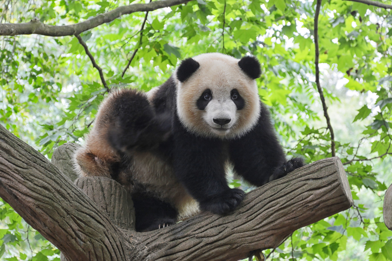 Oso panda. Foto Unsplash.