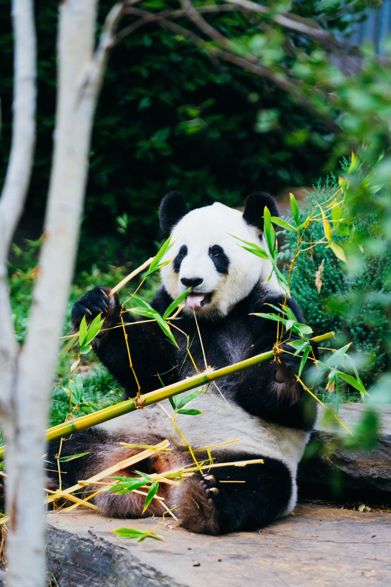 Oso panda. Foto Unsplash.