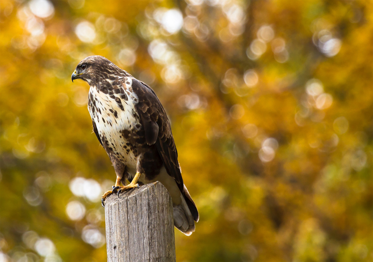 Halcón peregrino. Foto: Unsplash.