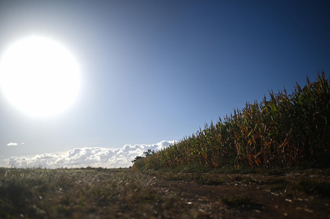 Brasil prevé un descenso del 2,8 % en su cosecha de 2024 por los impactos del clima. Foto: EFE