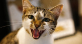 Expresiones faciales en gatos. Foto: Unsplash.