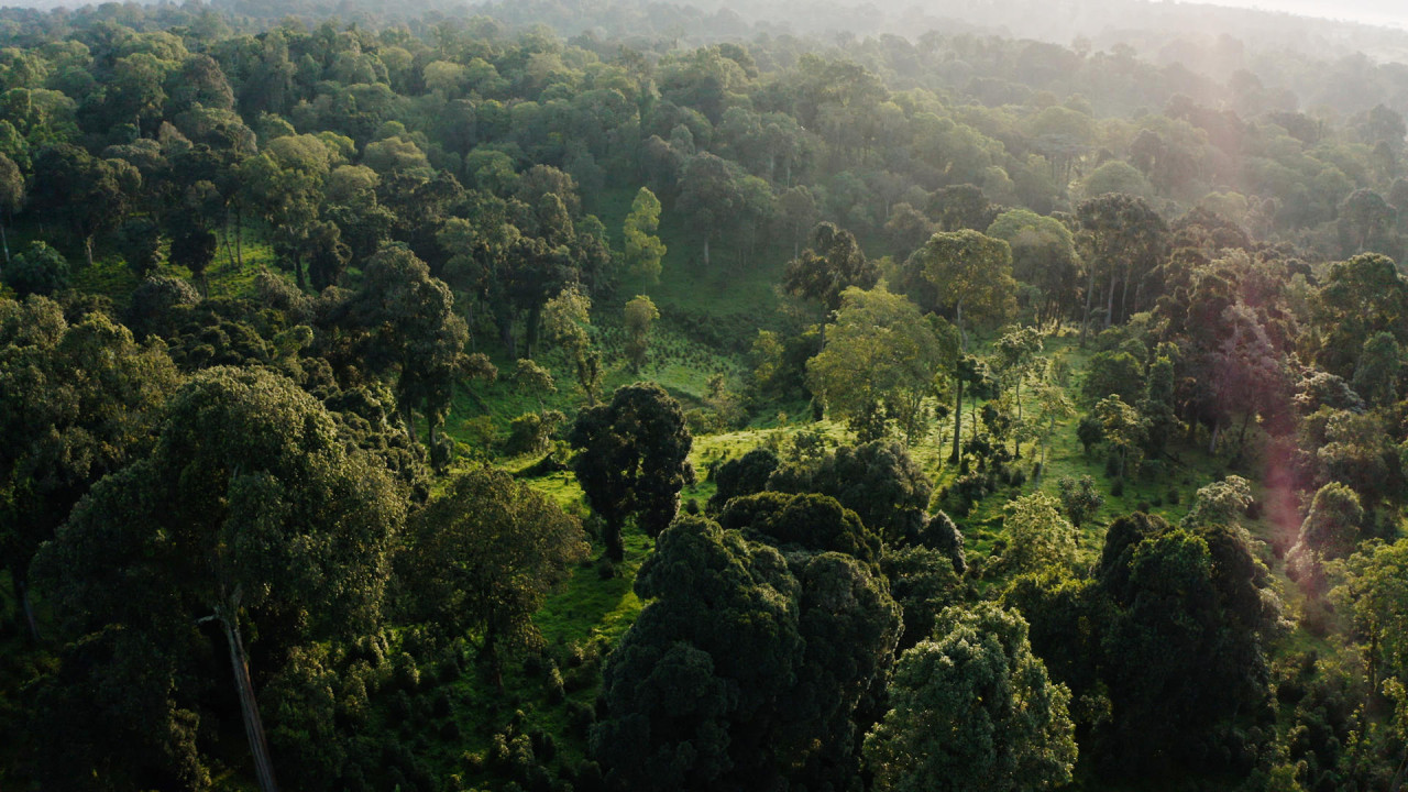 Le foreste in buone condizioni hanno il potenziale di catturare 226 gigatonnellate di anidride carbonica.  Foto Effy.