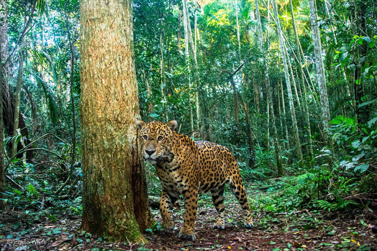 Yaguaretés en peligro de extinción. Foto: NA.