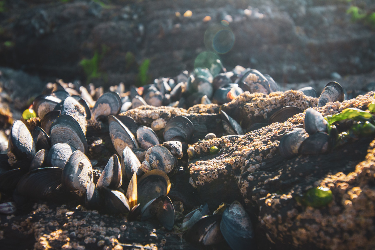 El 85 % de los mejillones habrían ingerido microplásticos. Foto Unsplash,