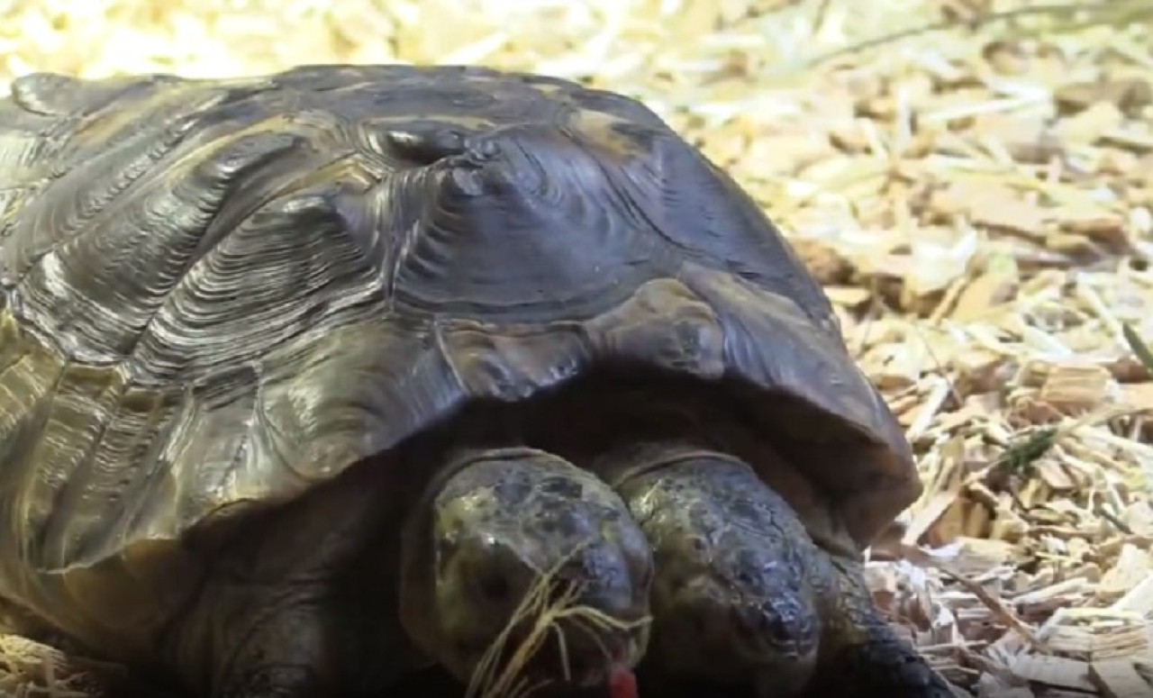 La tortuga de dos cabezas más longeva del mundo cambia de hogar. EFE