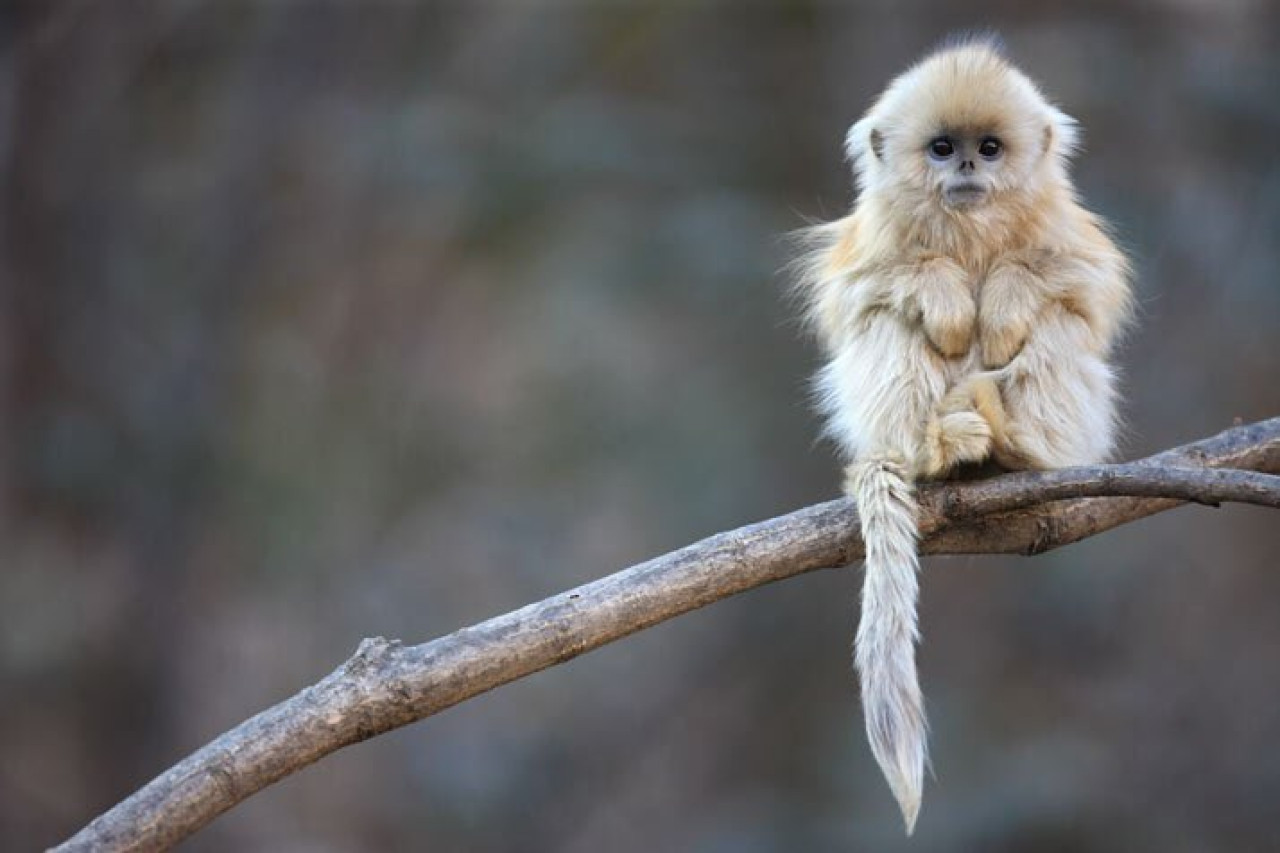 Monos Langures en peligro. Foto: Twitter