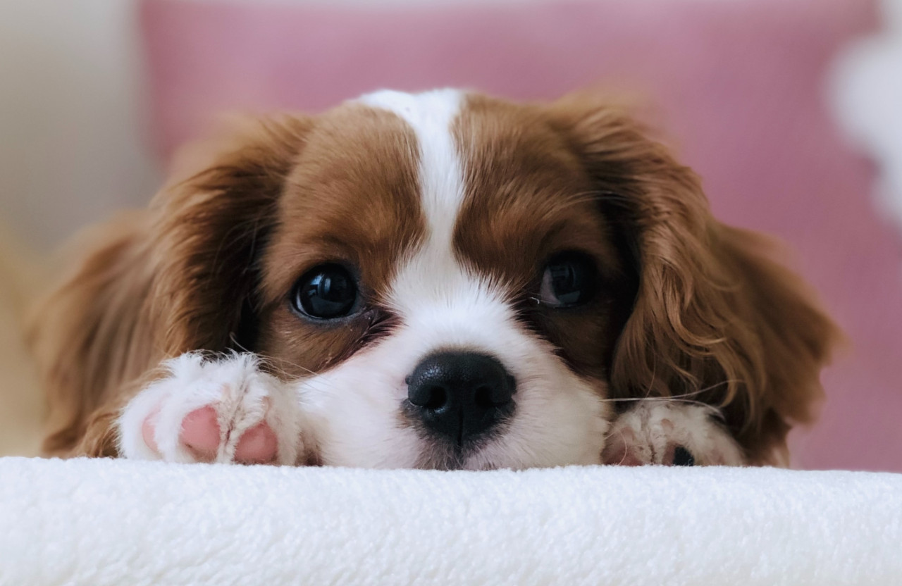 Vivir con mascotas en un departamento. Foto: Unsplash