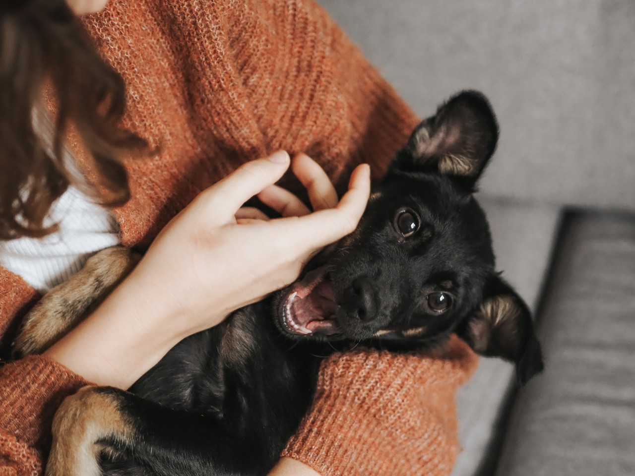 Vivir con mascotas en un departamento. Foto: Unsplash