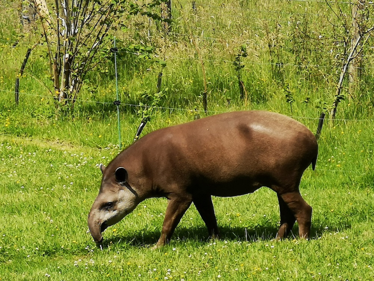 Tapir amazónico. Foto: Unsplash.