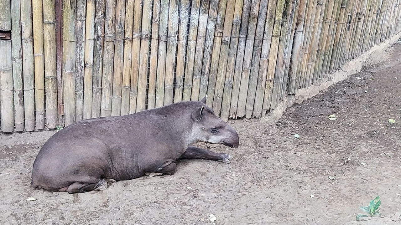 Tapir amazónico. Foto: Unsplash.