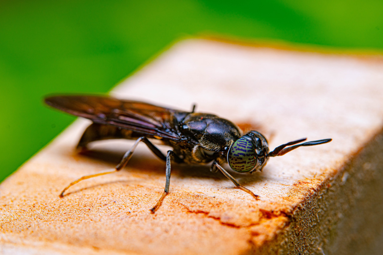 Nuevas especie de moscas negras. Foto: Unsplash