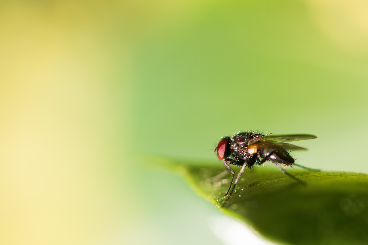 Nuevas especie de moscas negras. Foto: Unsplash