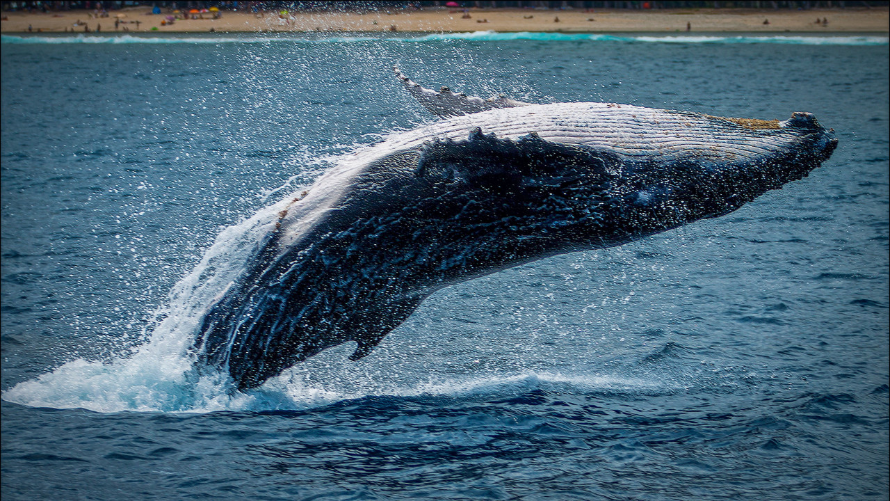 Ballena. Fuente: Unplash