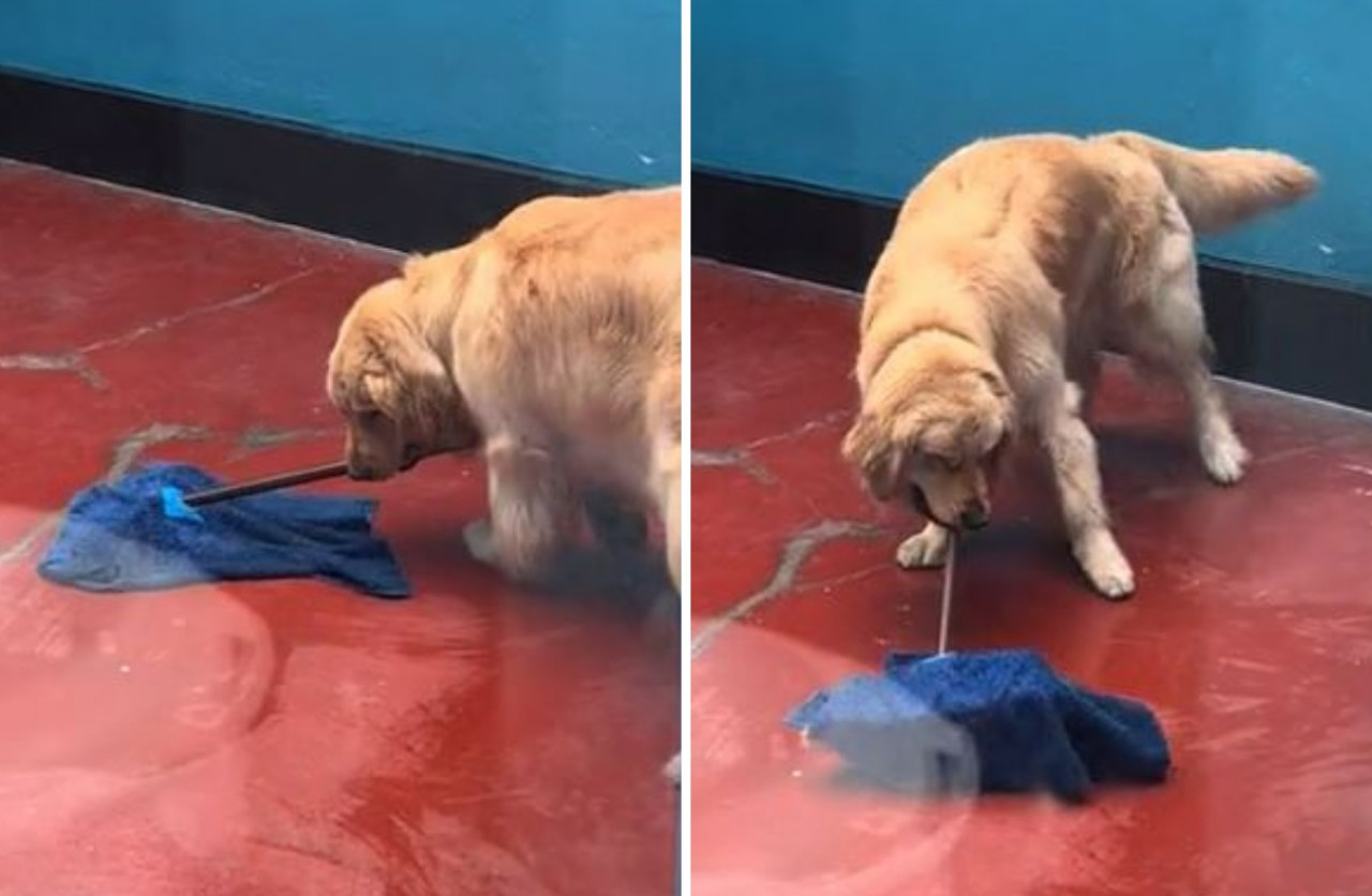 El video del Golden Retriever pasando el trapo alcanzó 14 millones de reproducciones. Foto: captura de video.