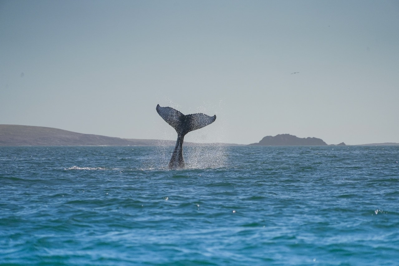 Ballena. Foto: Rewilding Argentina.