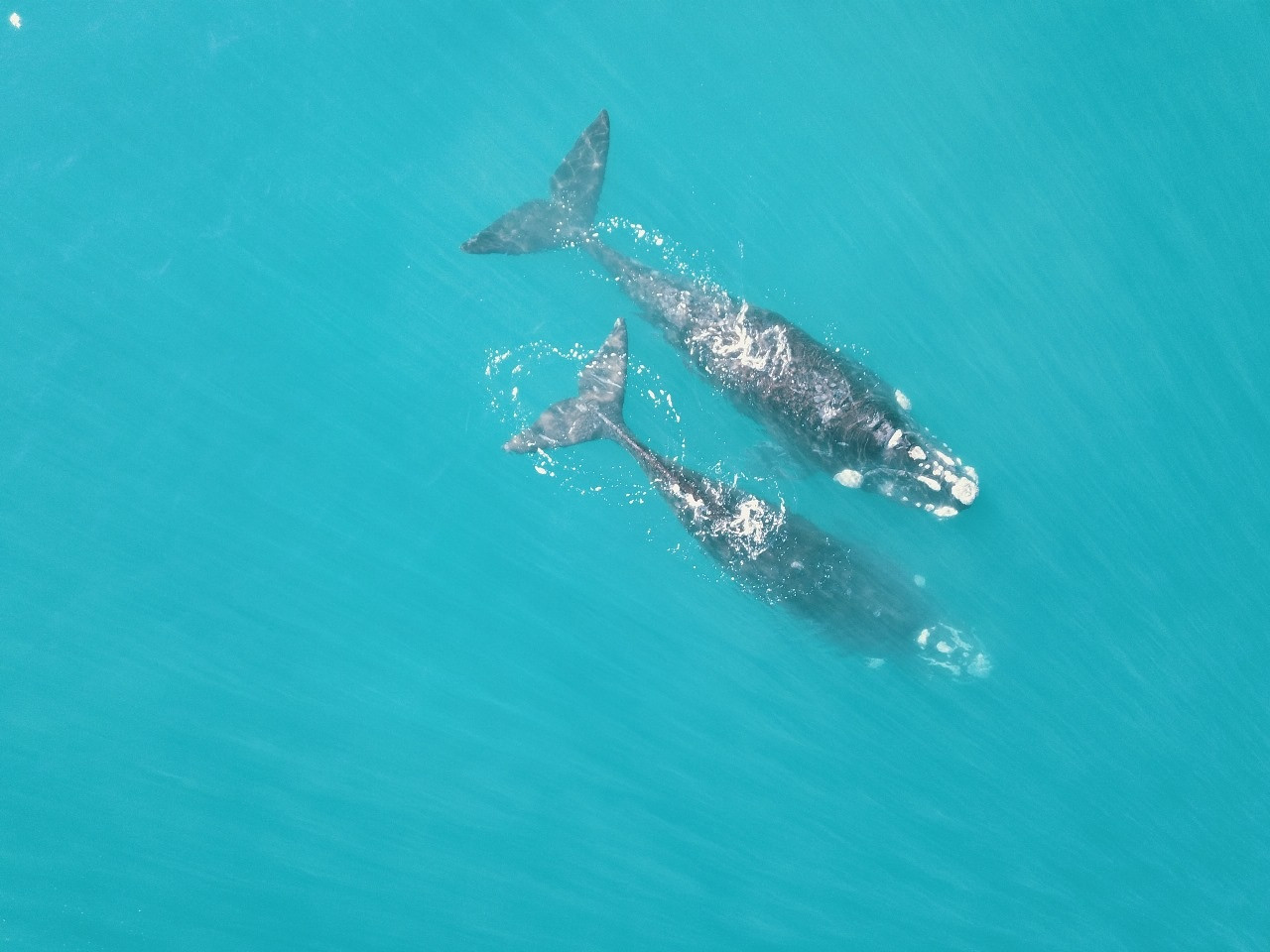 Ballena. Foto: Rewilding Argentina.