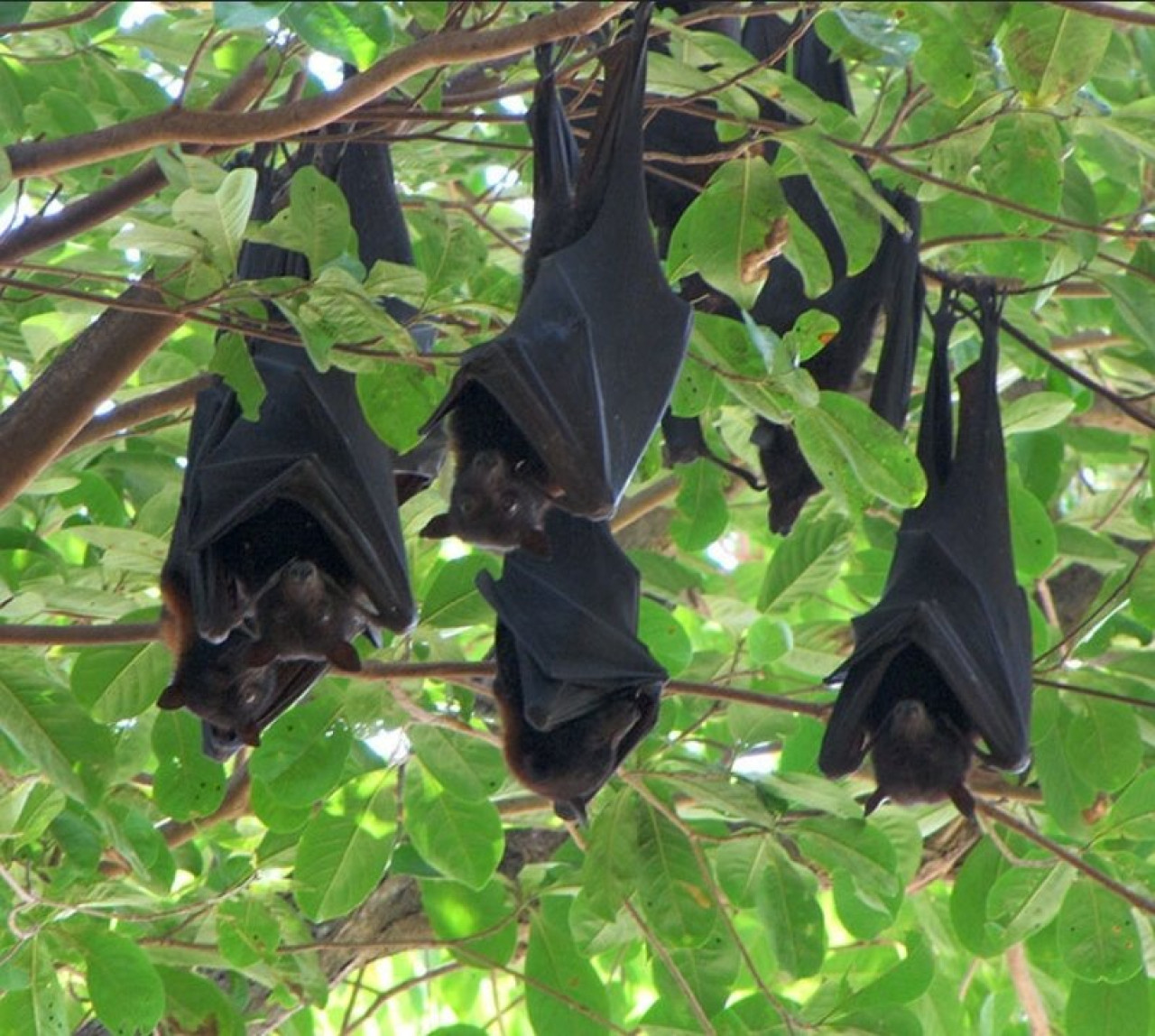 Nueva especie de murciélago se reproduce sin penetración. Foto: Unsplash
