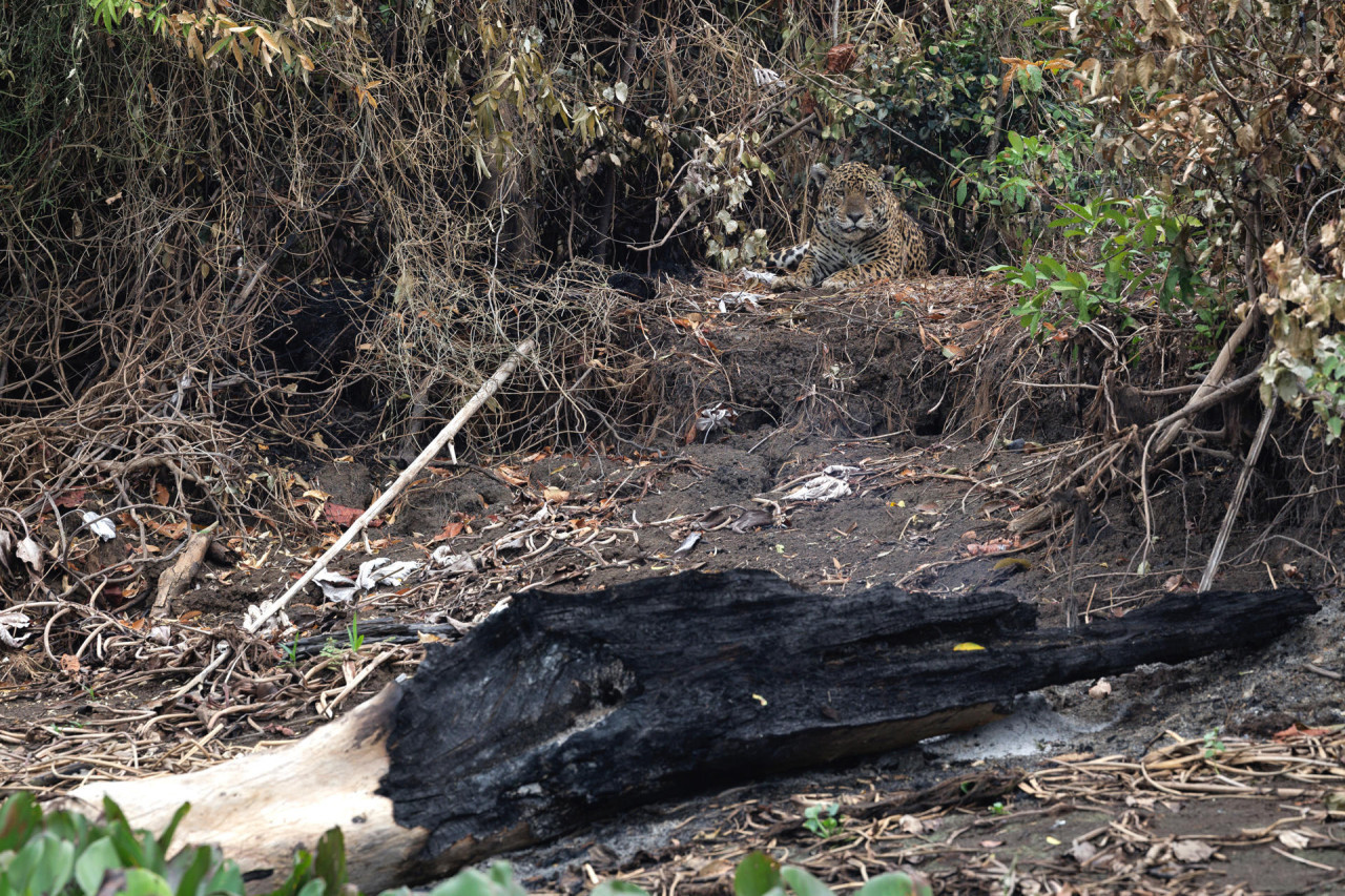 Un jaguar en medio del suelo carbonizado en el Pantanal. Foto: EFE