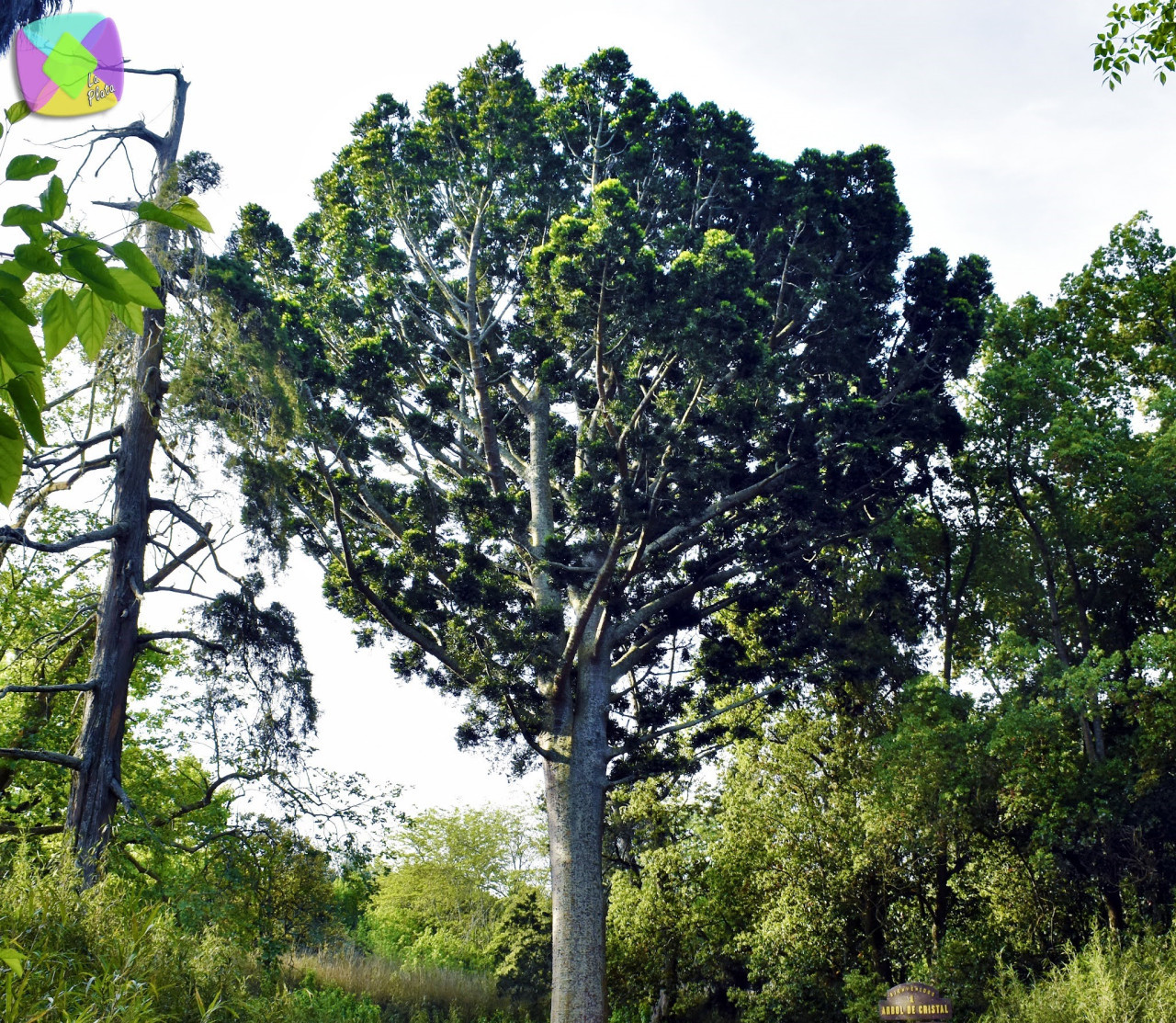 "Árbol de cristal". Foto: Municipio de La Plata.