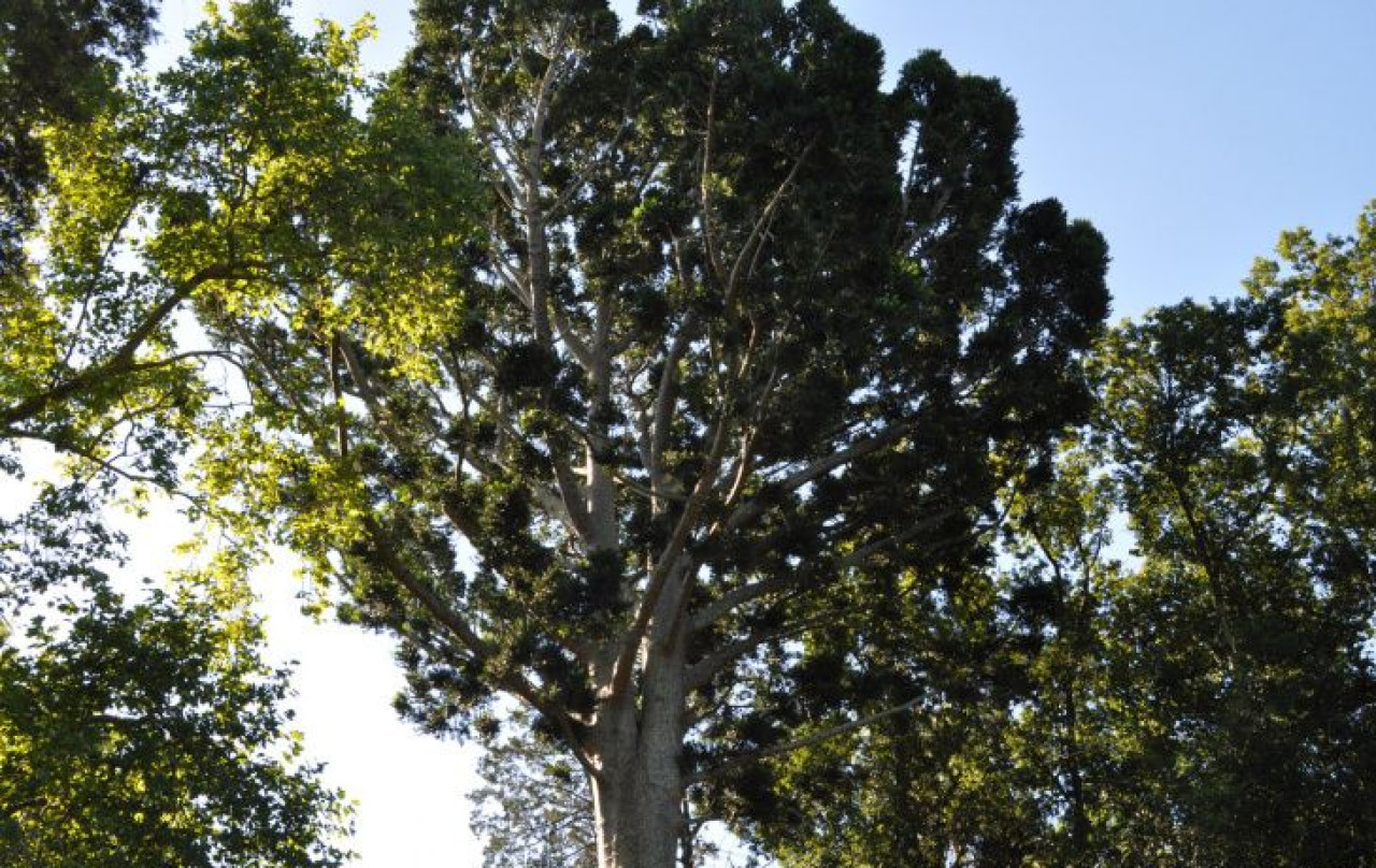 "Árbol de cristal". Foto: BAFILM.