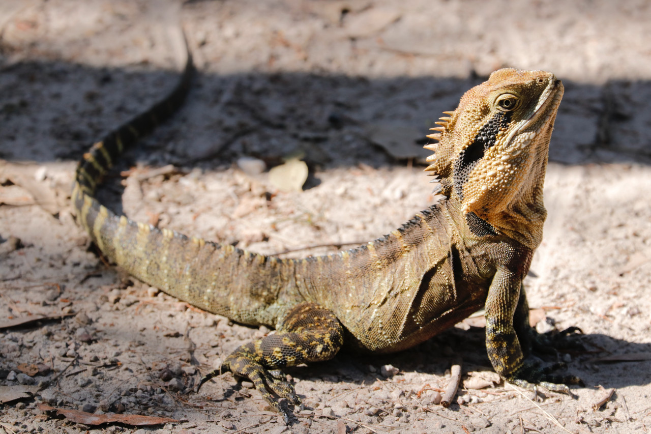 Las iguanas son muy comunes en el país como mascotas. Foto: Unsplash.