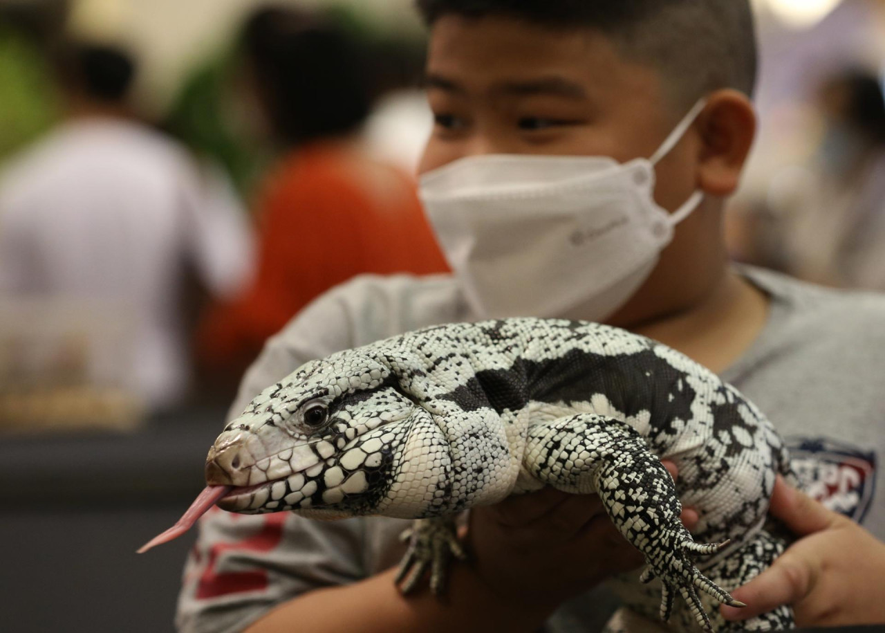 Tailandia prohíbe la importación de iguanas. Foto: EFE.