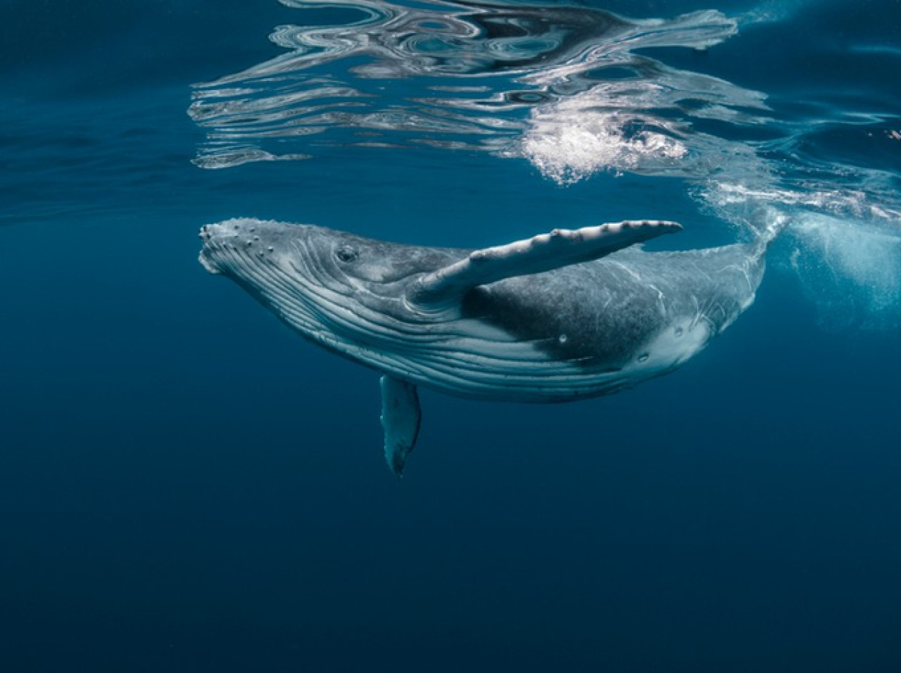 Ballena. Foto Twitter @datocurioso