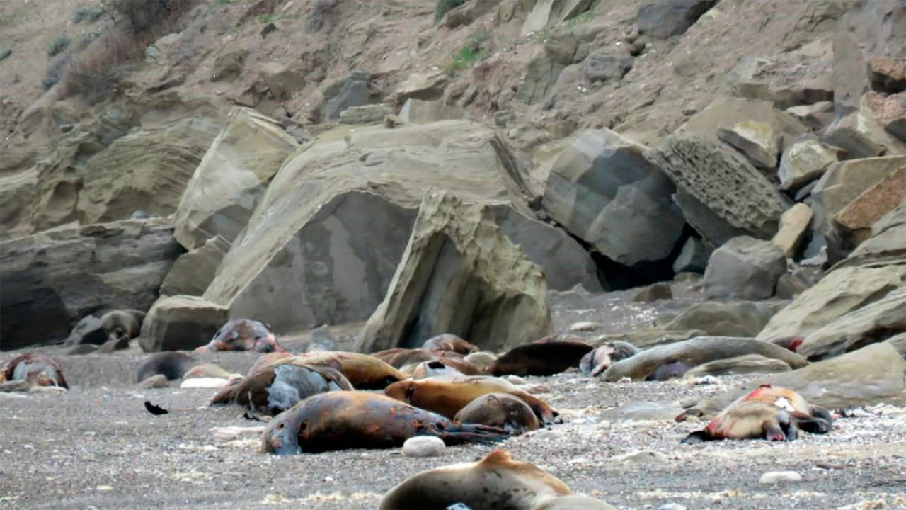 Gripe Aviar en lobos marinos. Foto: Télam.