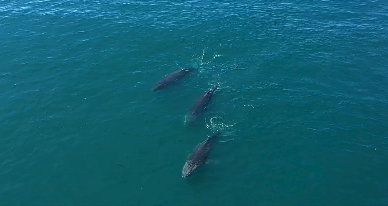 Ballenas Patagonia Azul. Foto: Rewilding Argentina