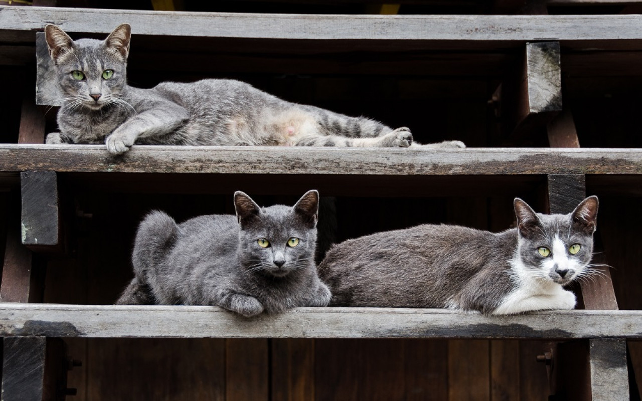 Ciudades dominadas por gatos. Foto: Unsplash.