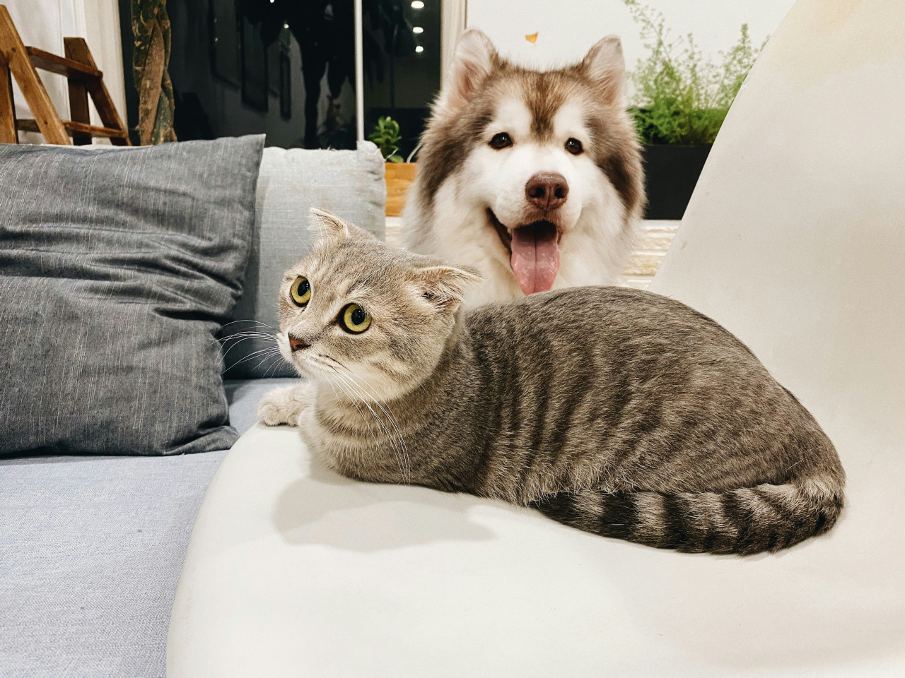 Perro y gato. Foto Unsplash.