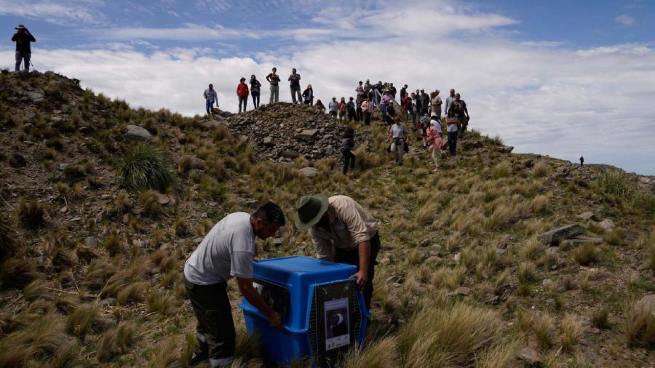 Liberan dos ejemplares de cóndor andino en San Luis. Foto: Télam.