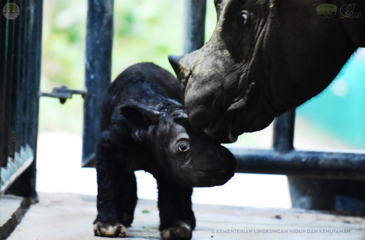 Nace un rinoceronte de Sumatra, especie amenazada. EFE