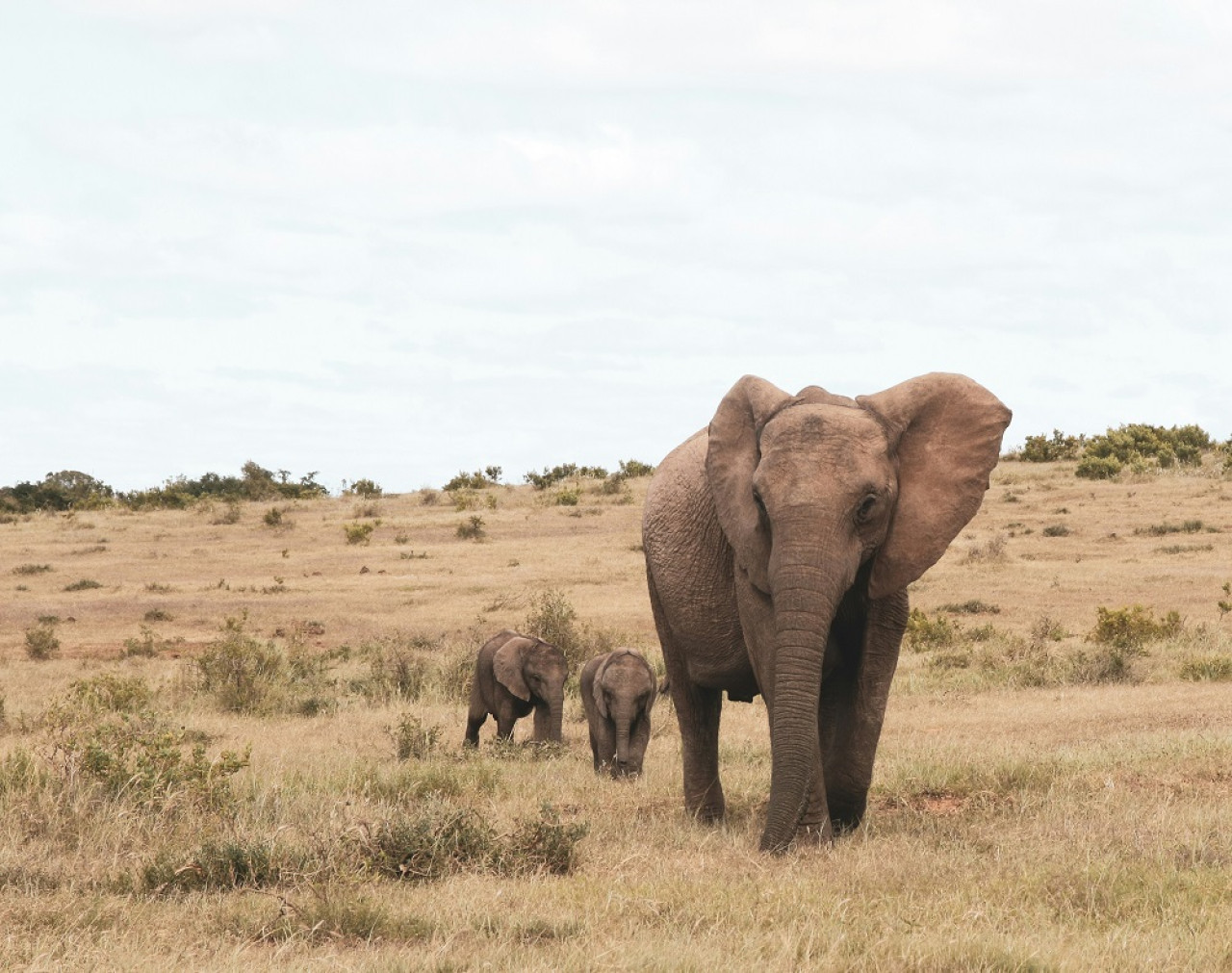 La gestación de un elefante es de veintidós meses, la más larga de todos los mamíferos. Foto: Unsplash.
