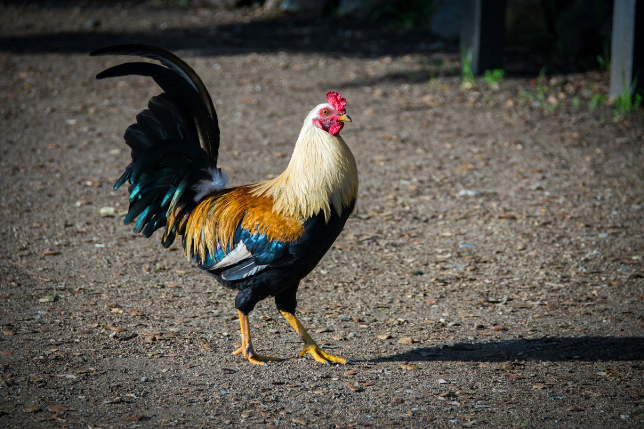 Gallo. Foto: Unsplash.