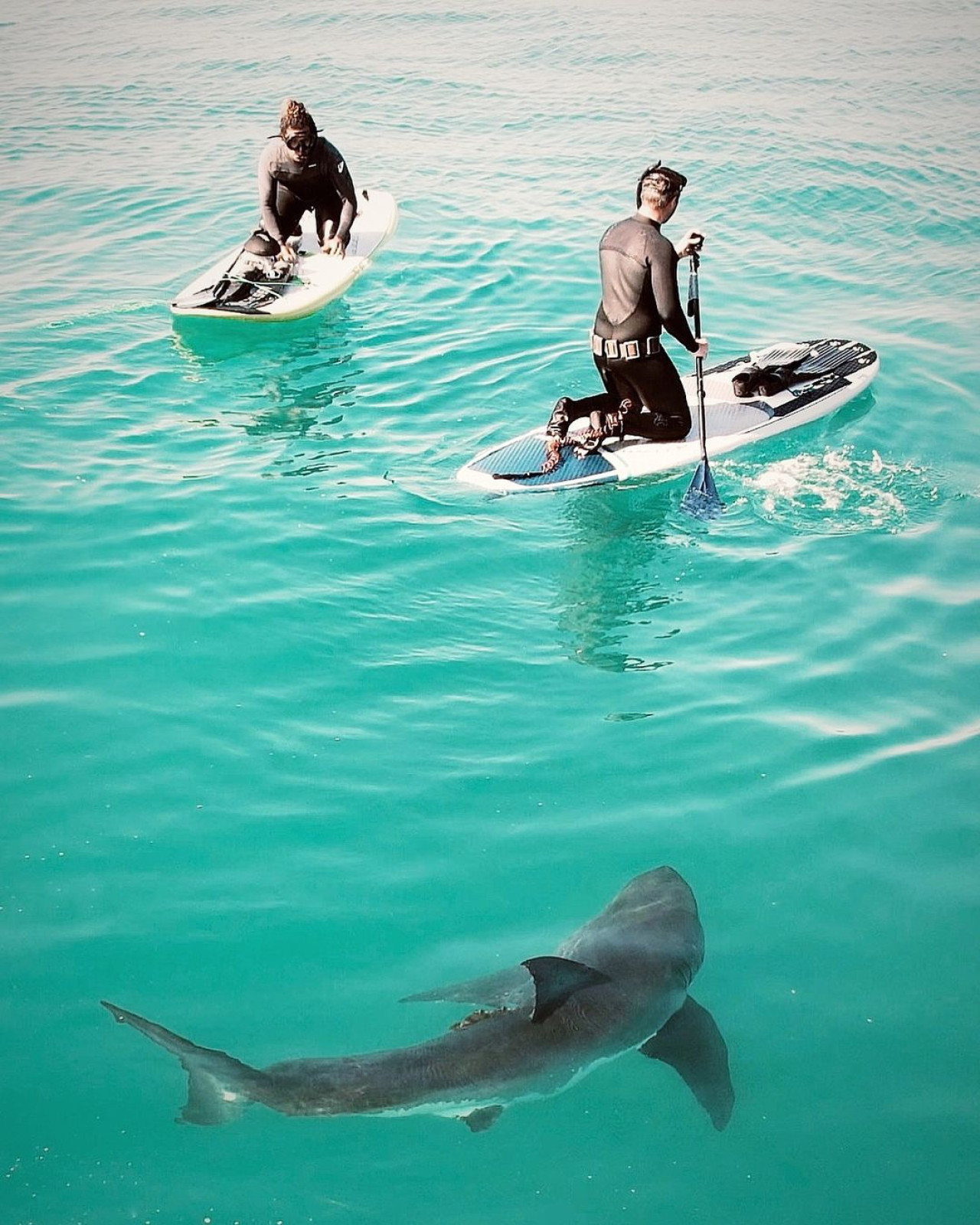 La fascinación de un surfista por los tiburones. Foto Instagram @scott_fairchild.