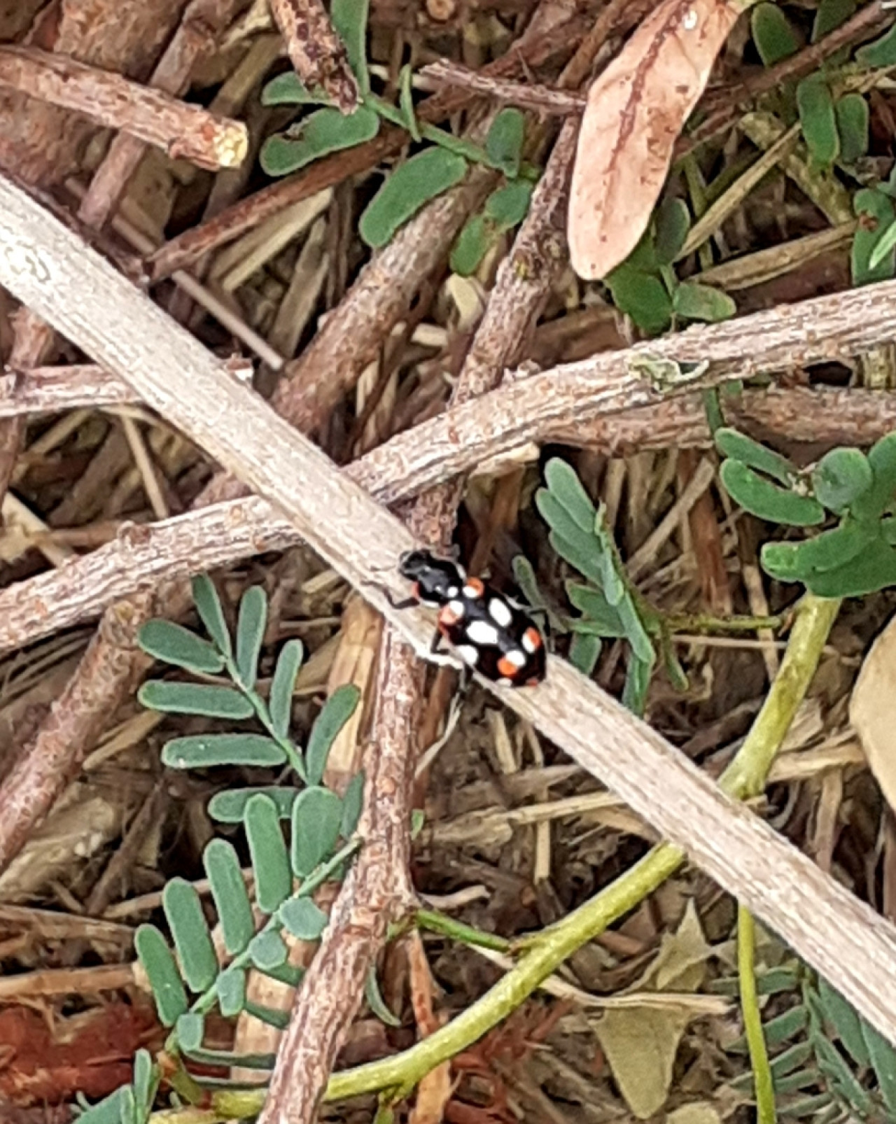 Estos pequeños insectos tienen un rol fundamental en la agricultura controlando las plagas. Foto: ArgentíNat.