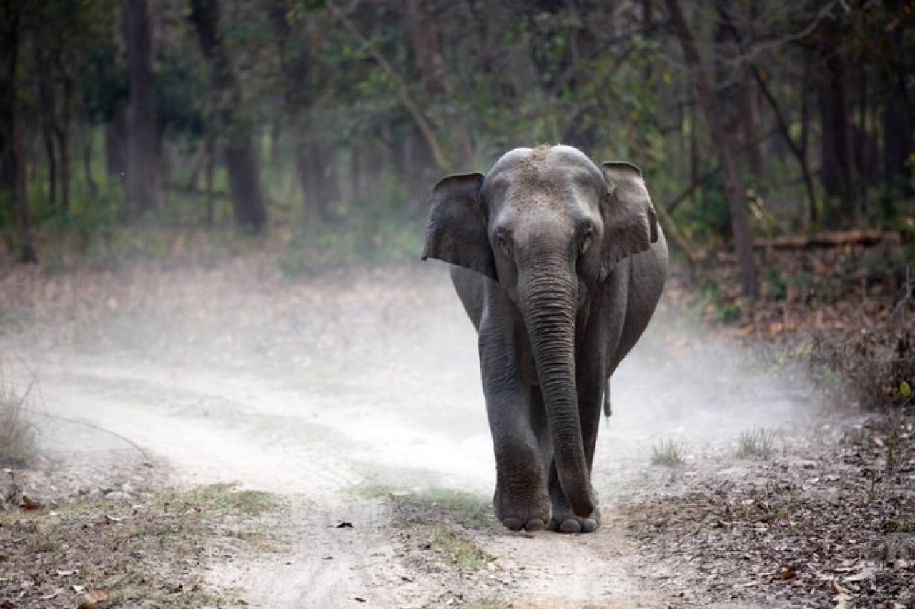 La elefanta Mali en el zoológico de Filipinas. Foto: PETA.