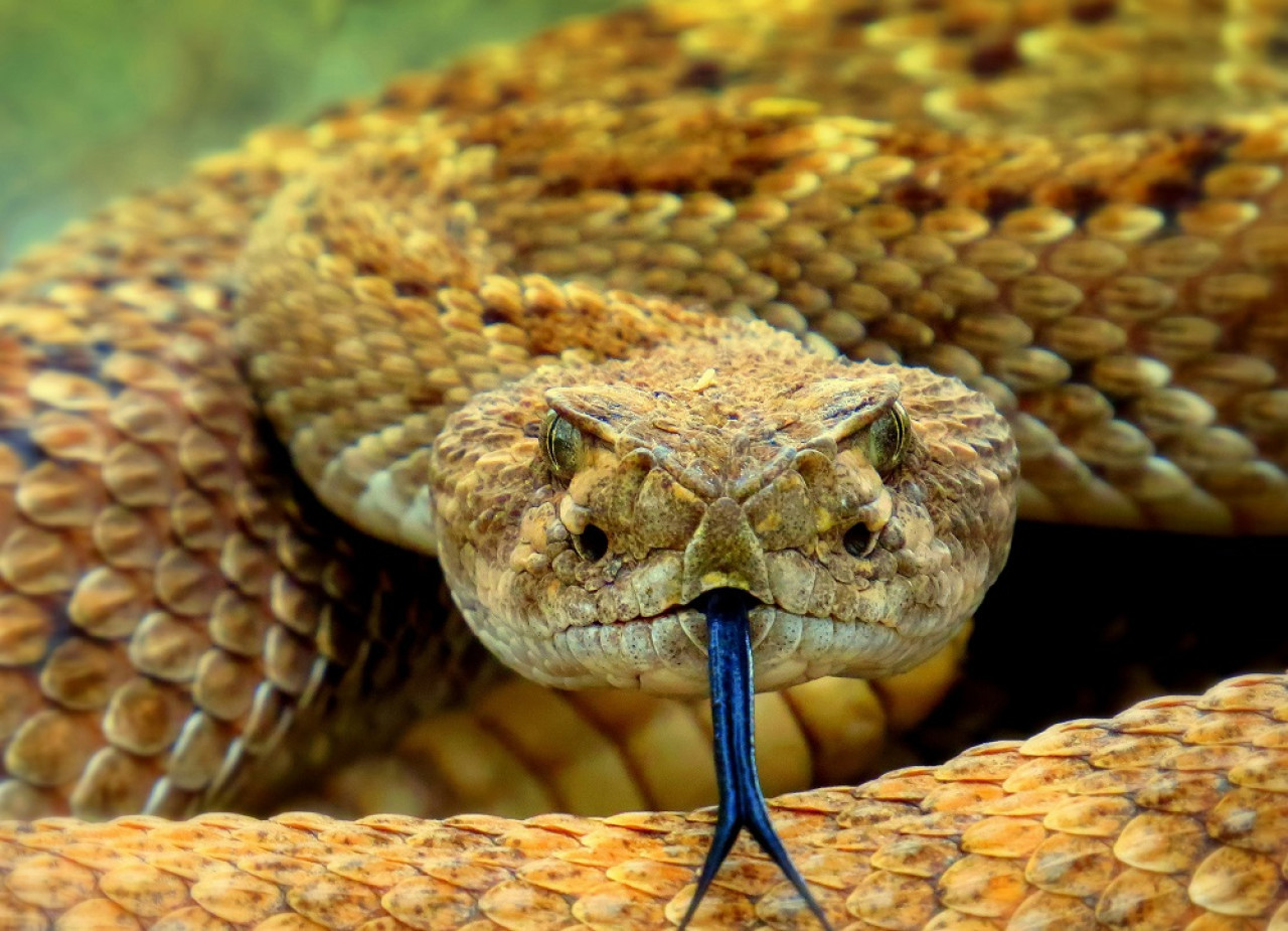 Las serpientes son víctimas del comercio de vida silvestre. Foto: Unsplash.