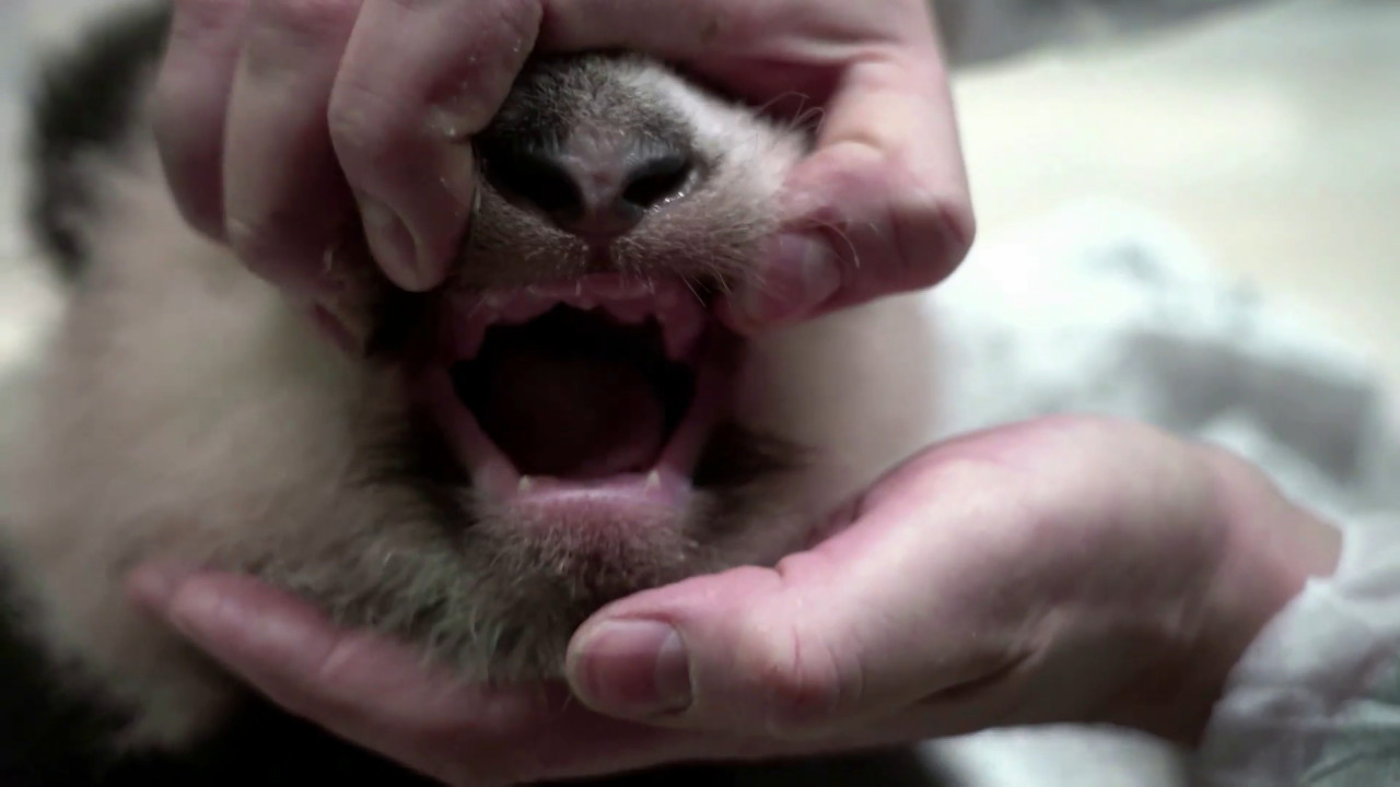 Oso panda bebé. Foto: captura.