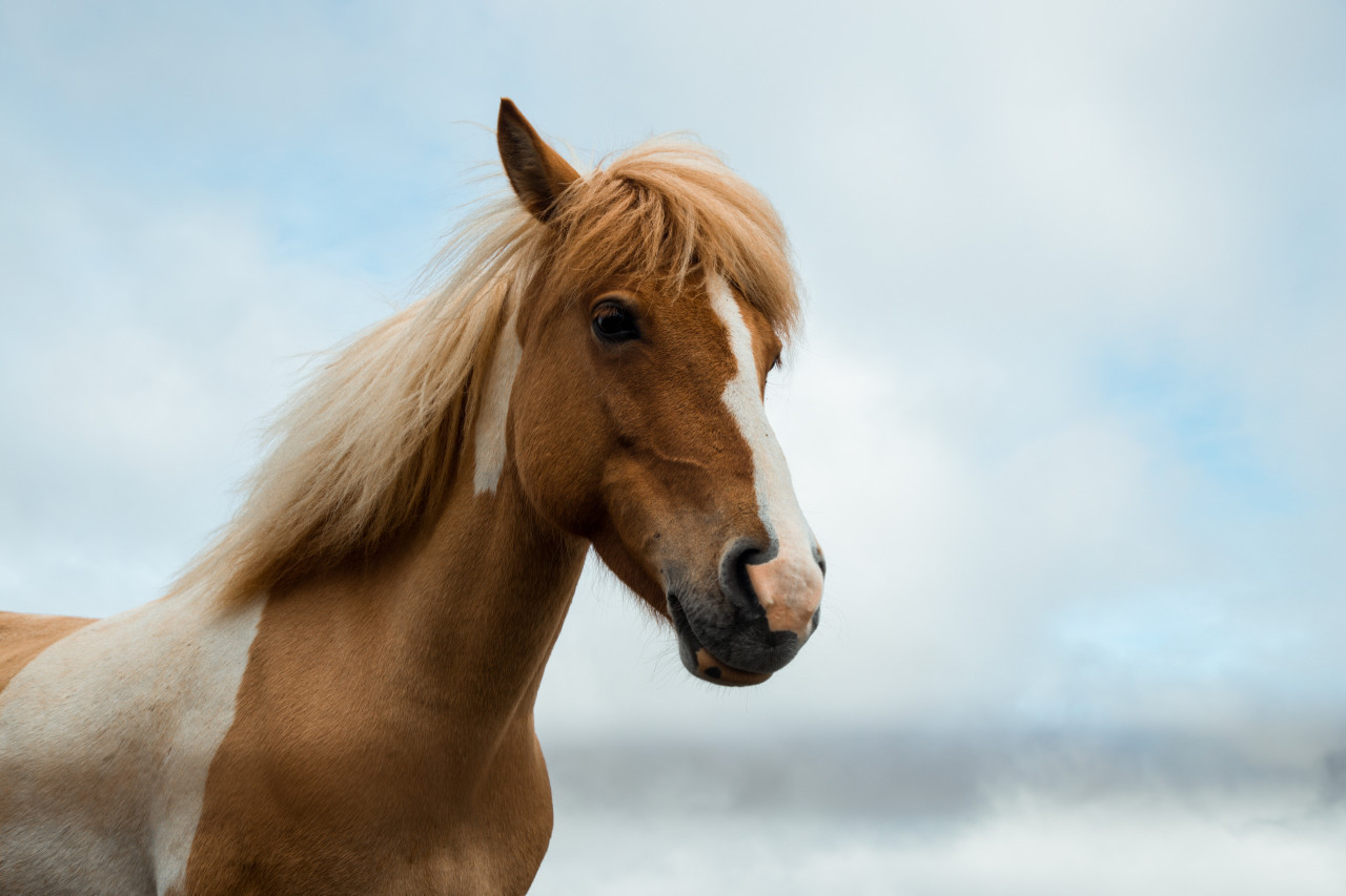 Caballos. Unsplash