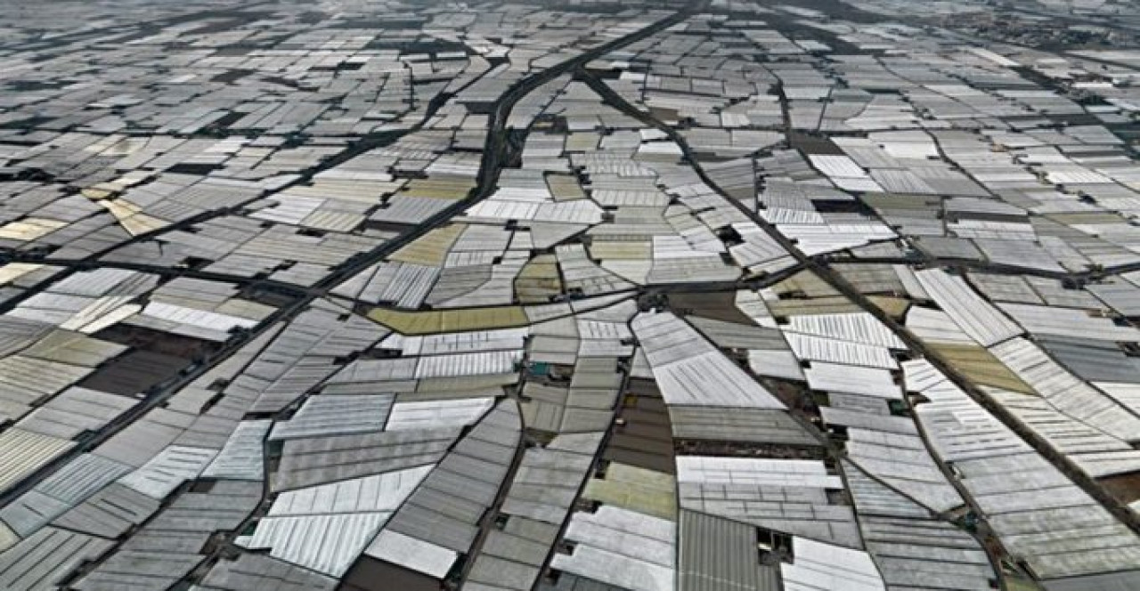 Sea of ​​greenhouses.  Photos Twitter @PregoneroL.