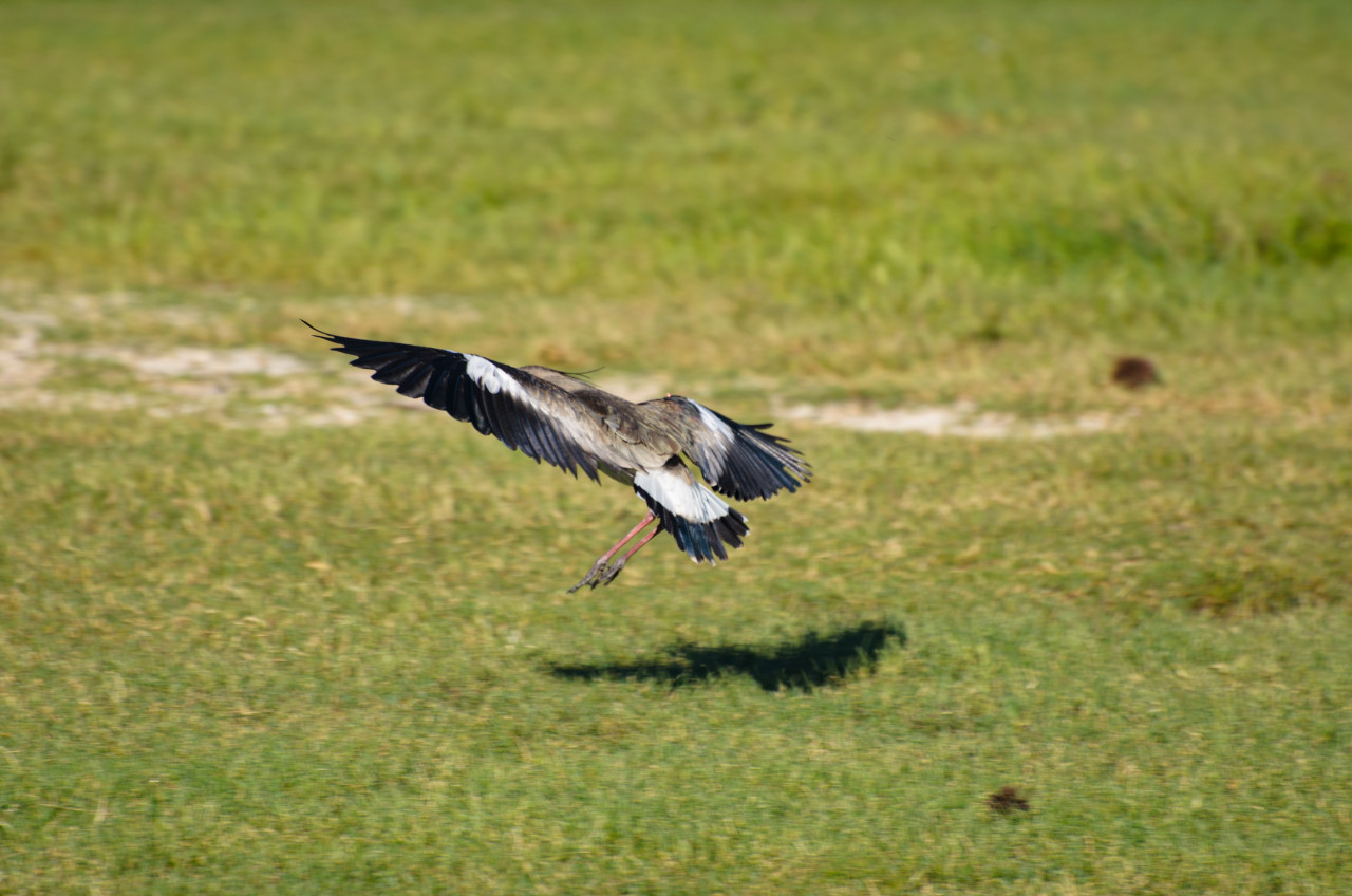 Aves. Foto: Unsplash.