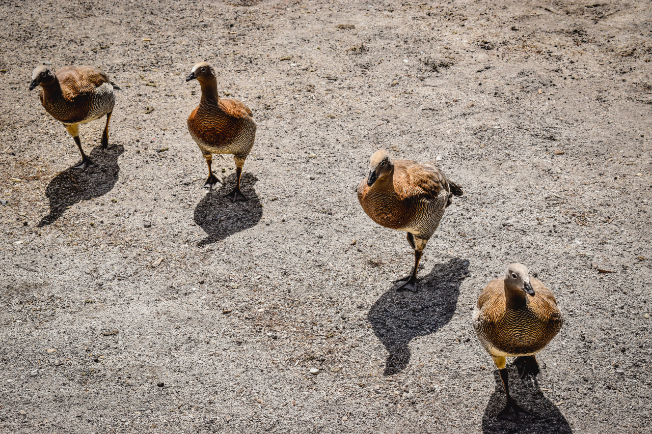 Aves. Foto: Unsplash.