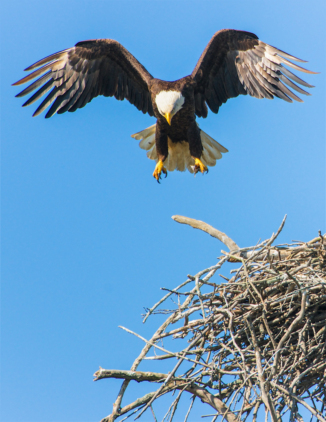 Aves. Foto: Unsplash.